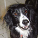 Bo was adopted in February, 2004
